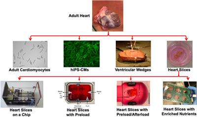 Heart Slices to Model Cardiac Physiology